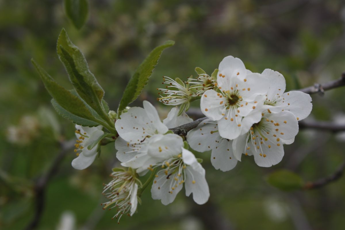 Spilling Schmutzberg