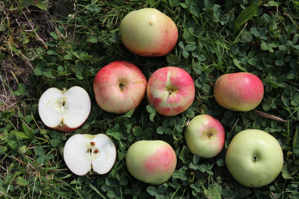 Bardowicker Sommerkönig