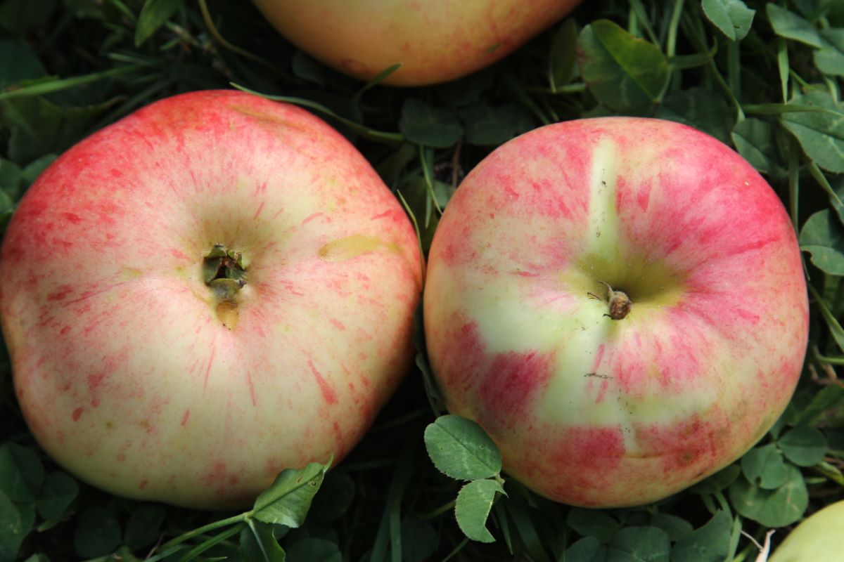 Bardowicker Sommerkönig