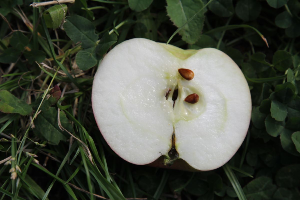 Bardowicker Sommerkönig