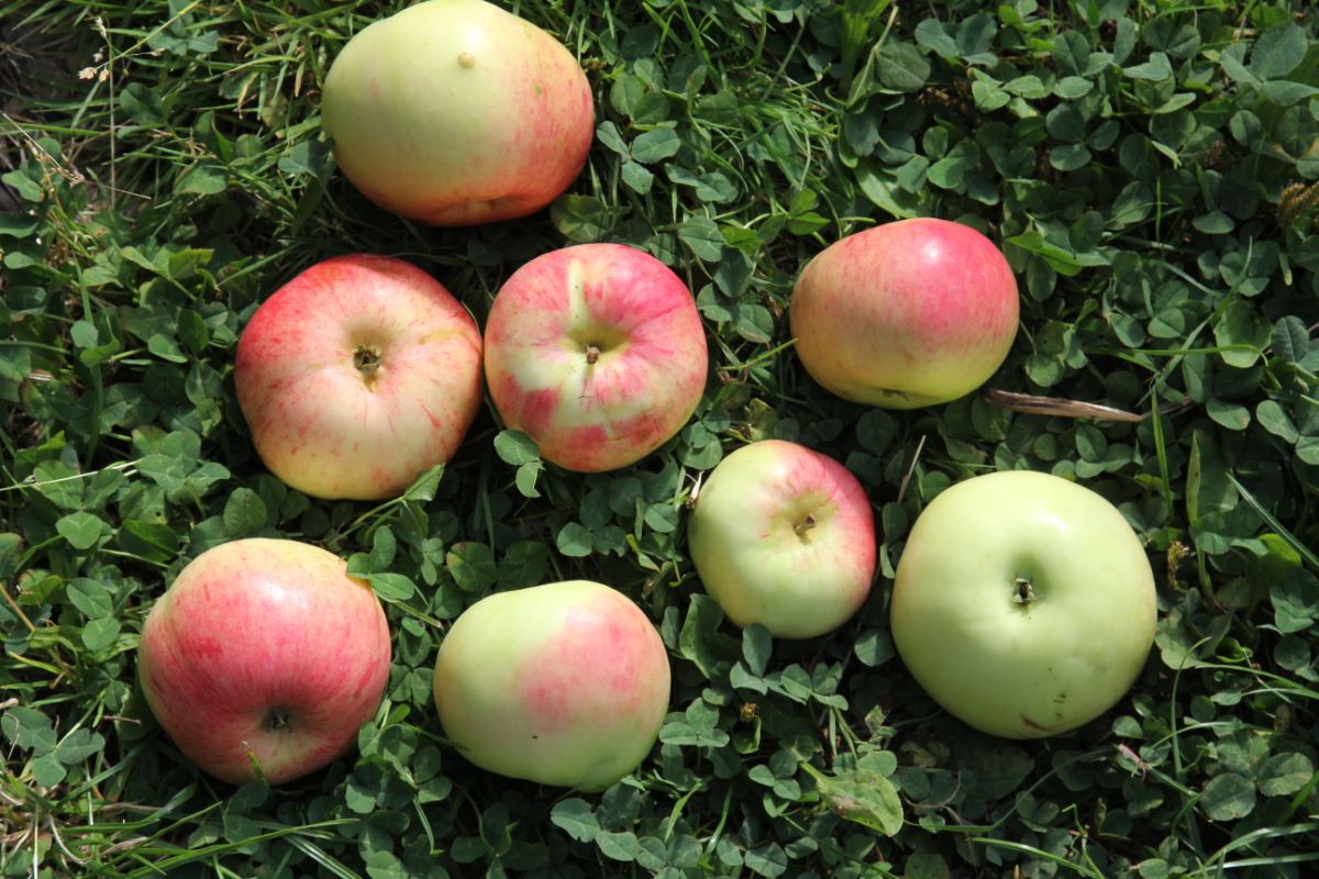 Bardowicker Sommerkönig