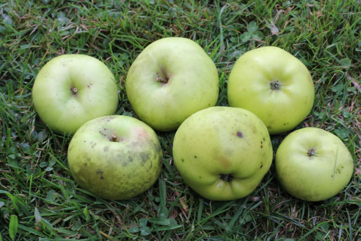 Pomme Pierre