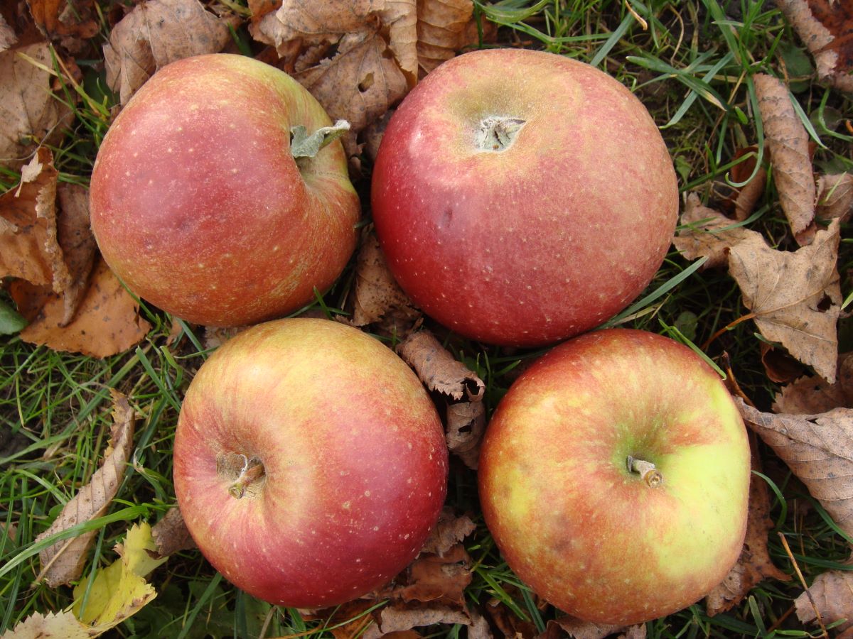 Reinette Damason Rouge