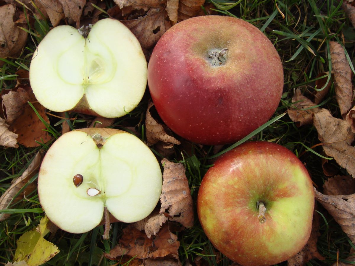 Reinette Damason Rouge