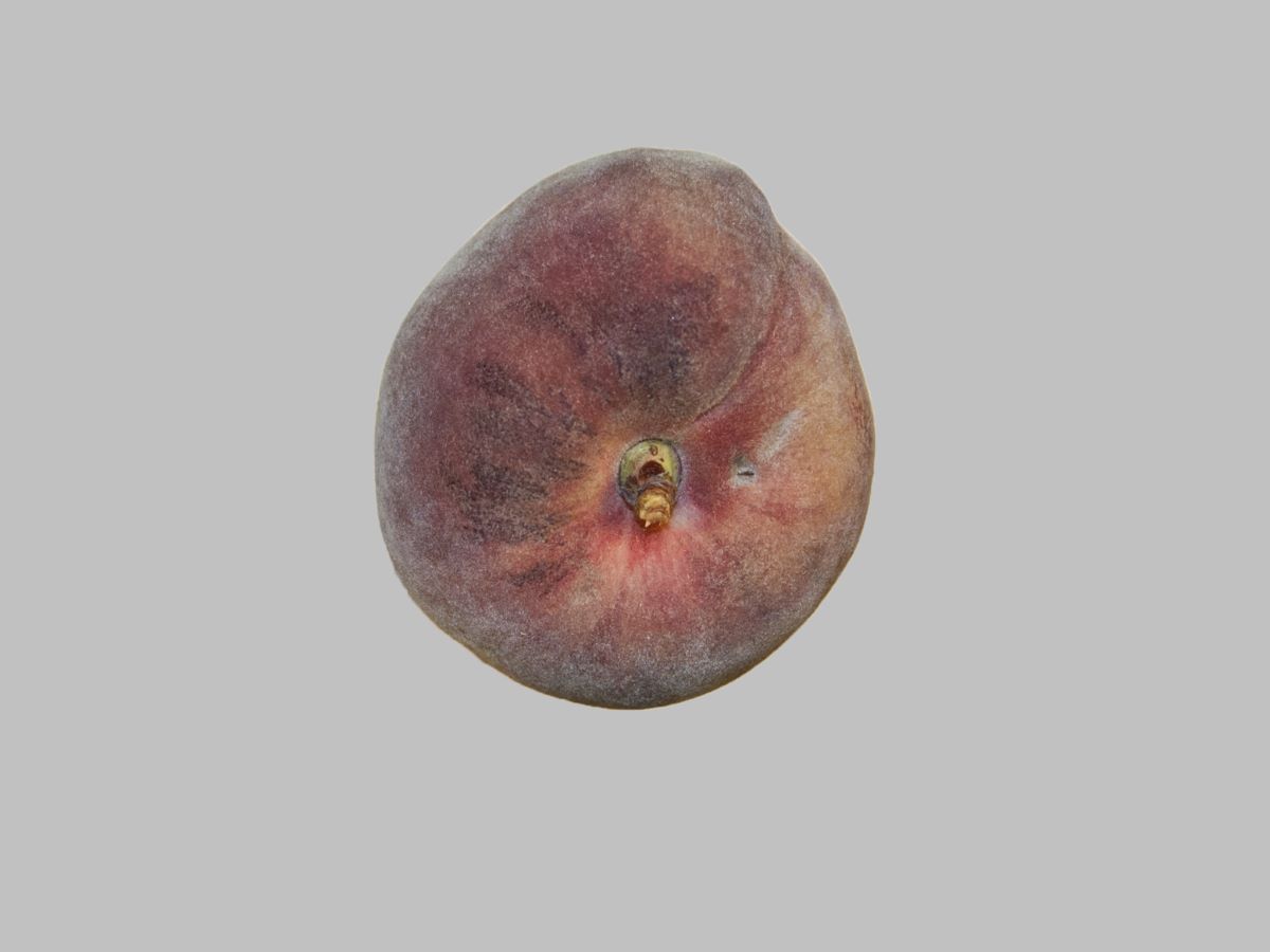 Sanguigno Medio Precoce Corbaz