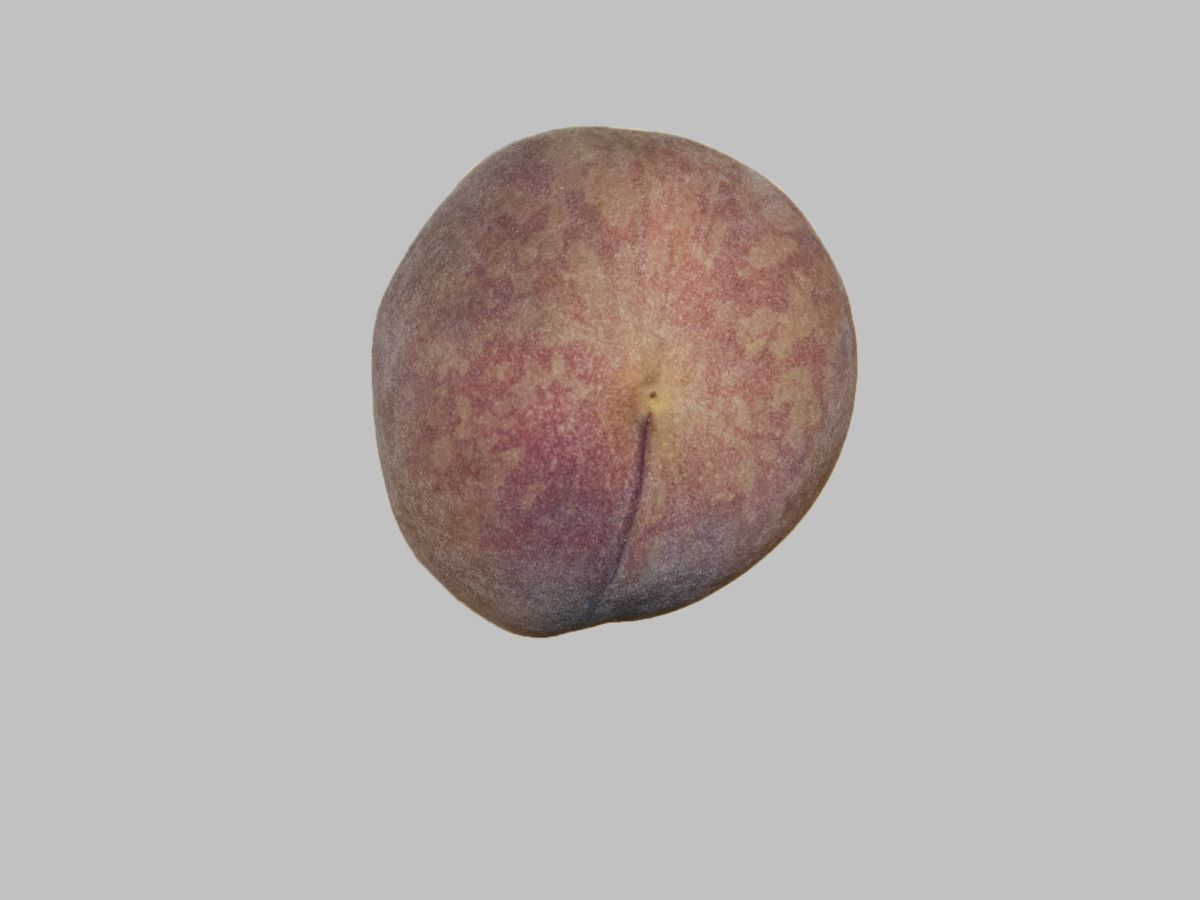 Sanguigno Medio Precoce Corbaz