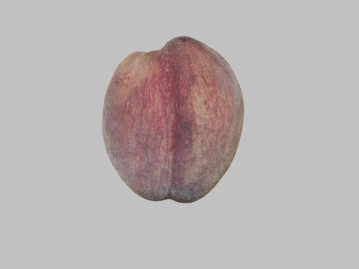 Sanguigno Medio Precoce Corbaz