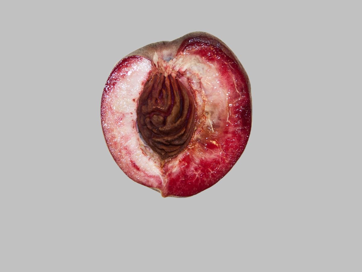 Sanguigno Medio Precoce Corbaz