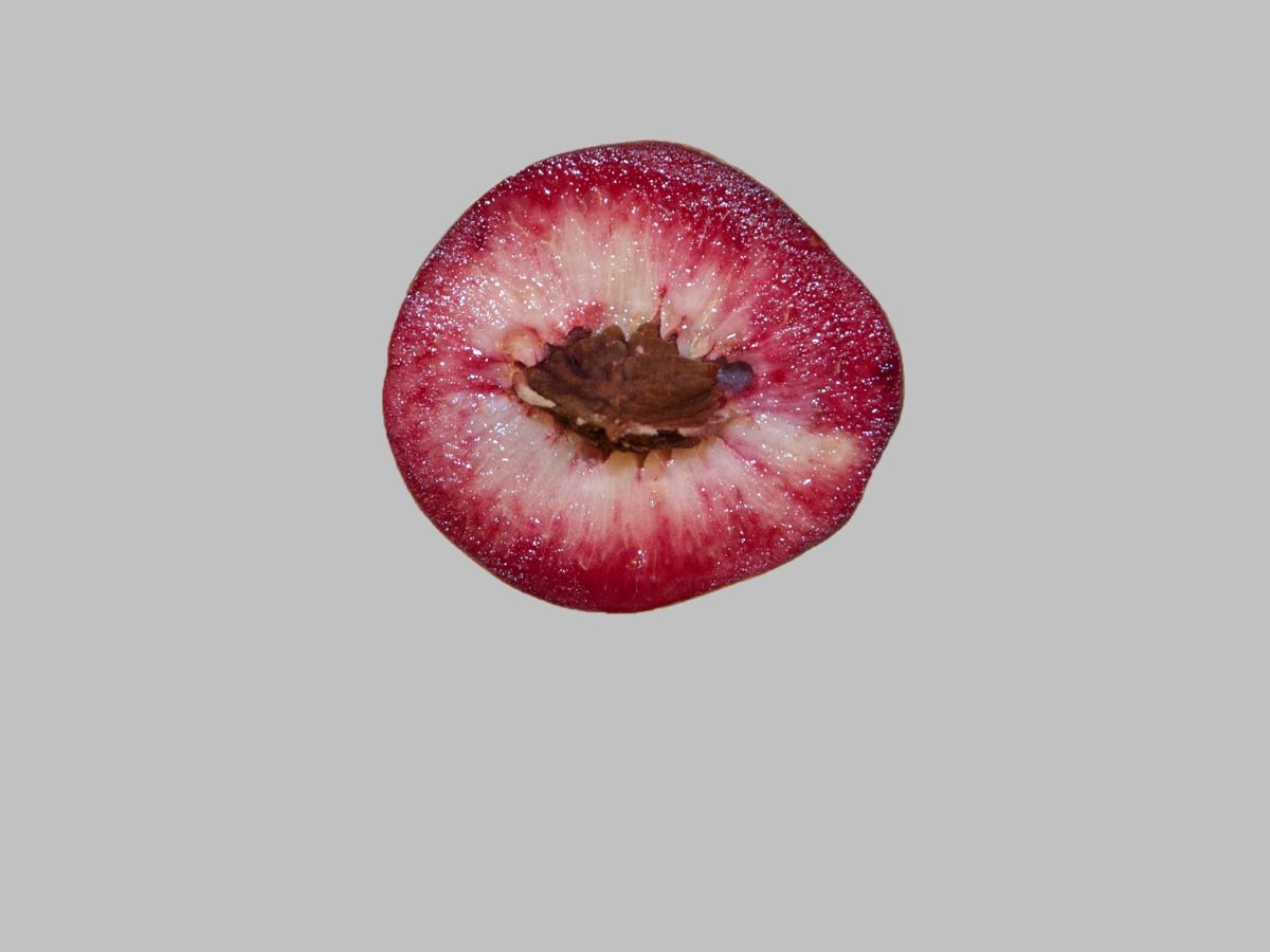 Sanguigno Medio Precoce Corbaz