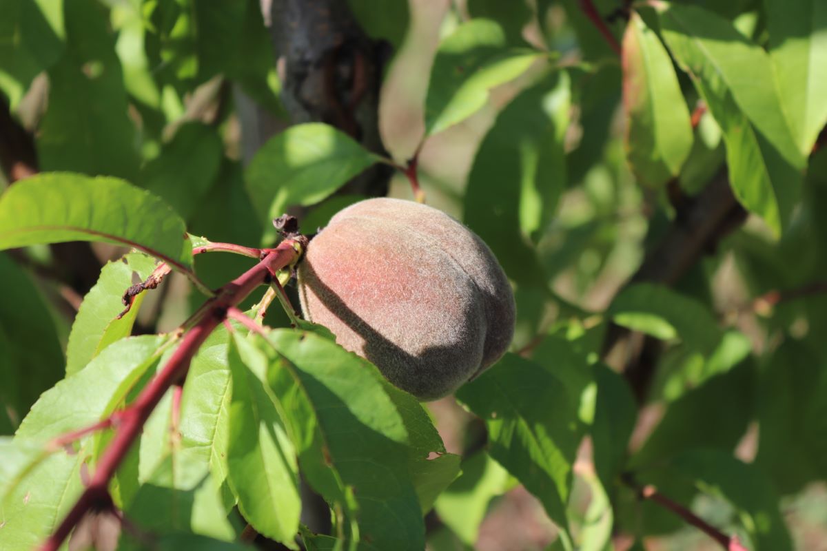 Sanguigno Tardivo Corbaz