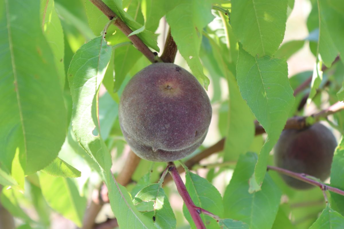 Sanguigno Tardivo Corbaz