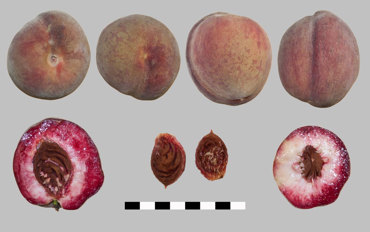 Sanguigno Tardivo Corbaz