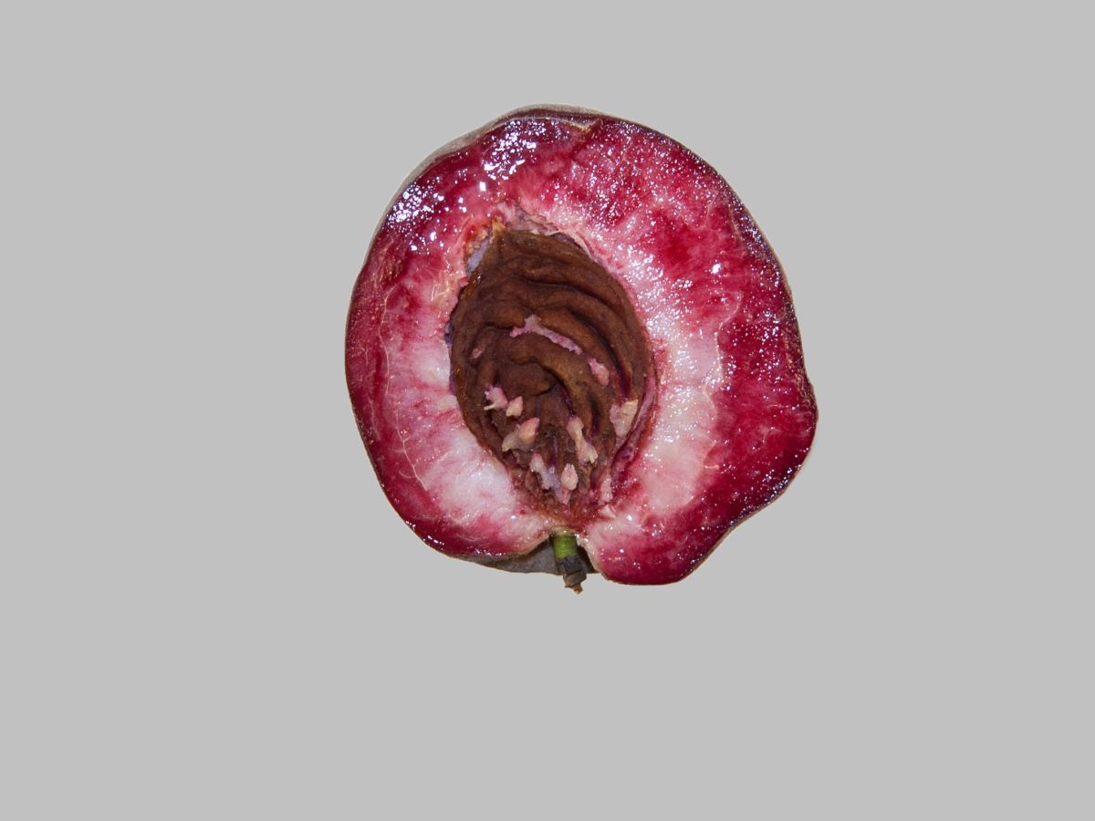 Sanguigno Tardivo Corbaz