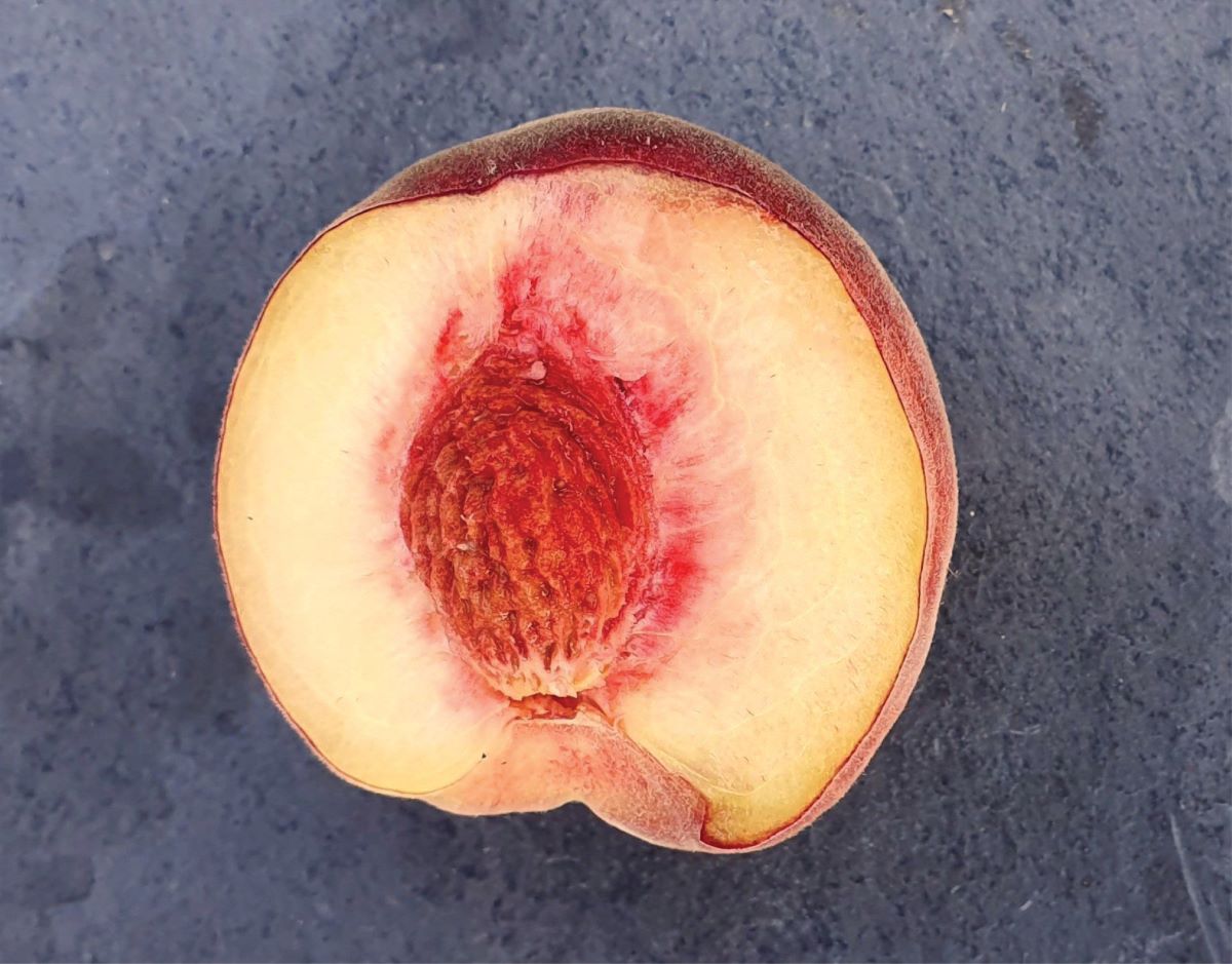 Polpa Chiara di Scharans