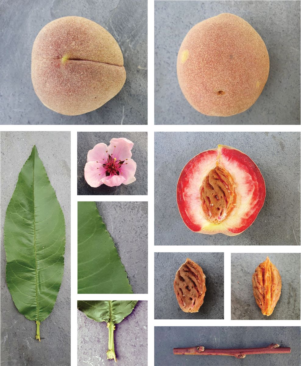 Weissroter Petit-Saconnex