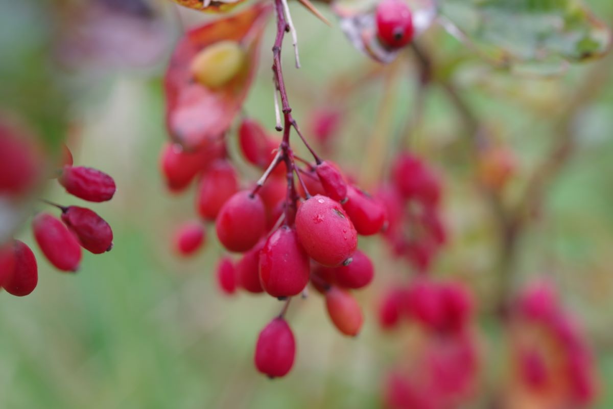 Red Tears