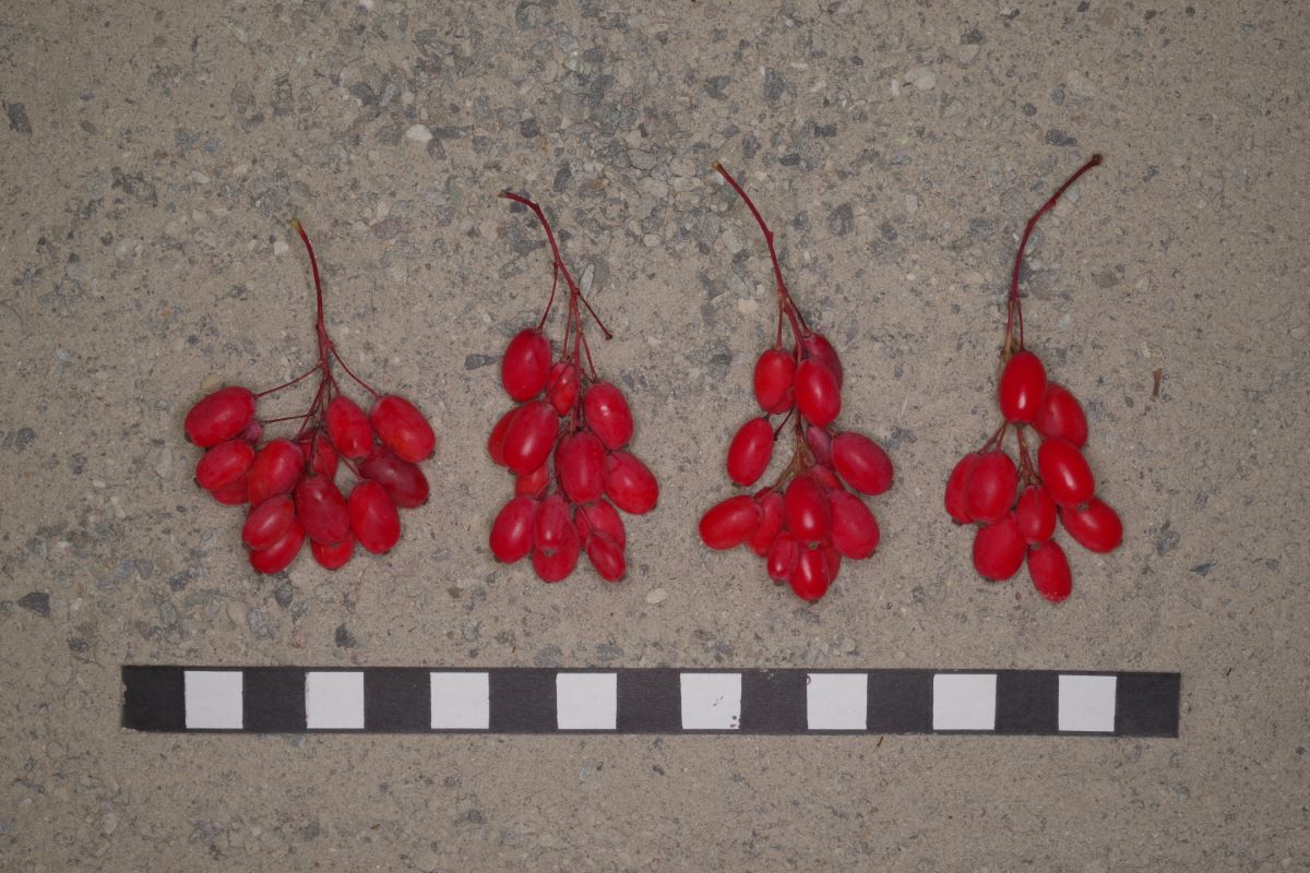 Red Tears