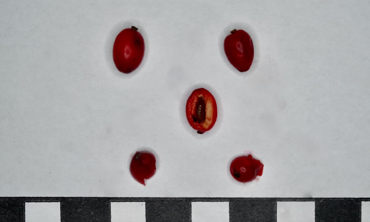 Red Tears
