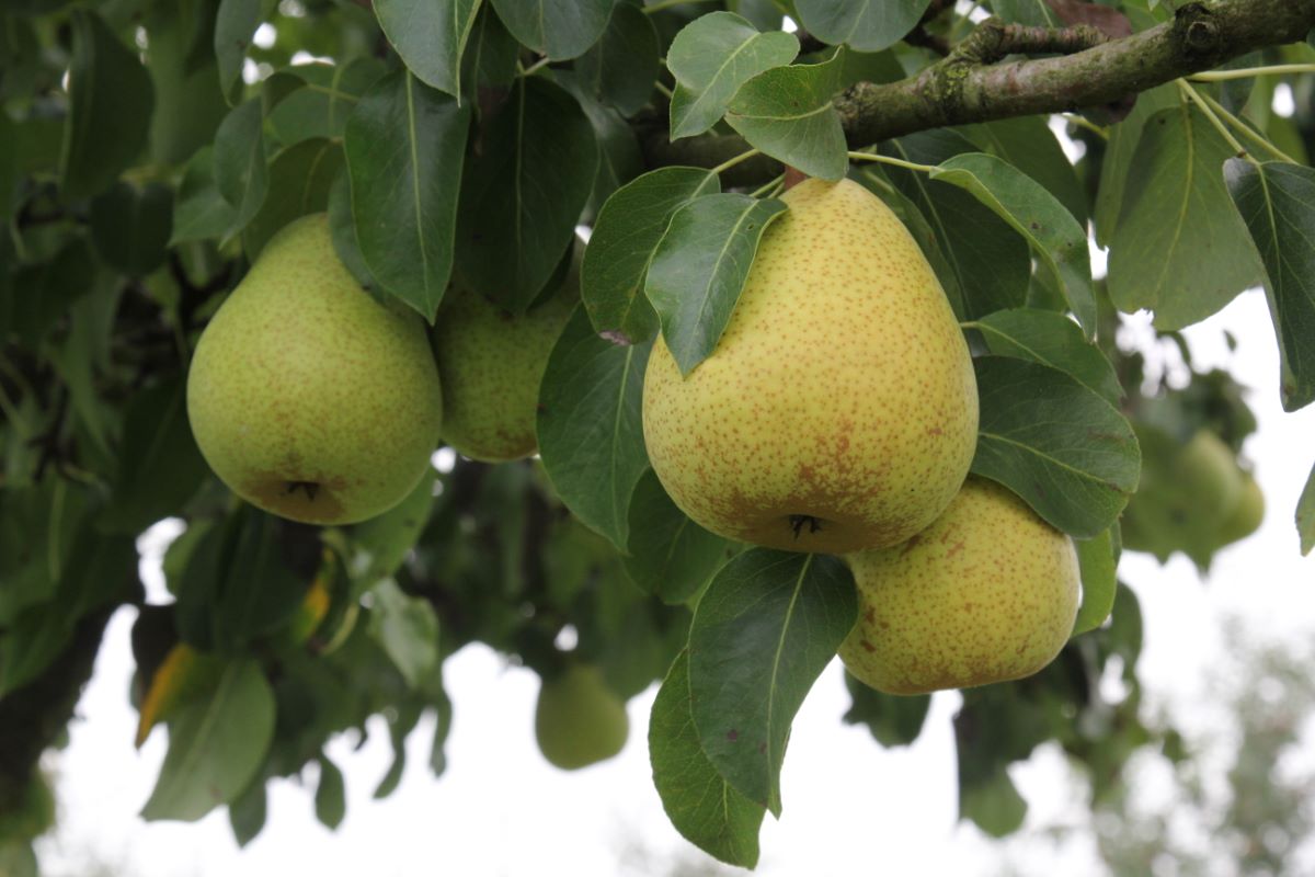 Doppelte Philippsbirne