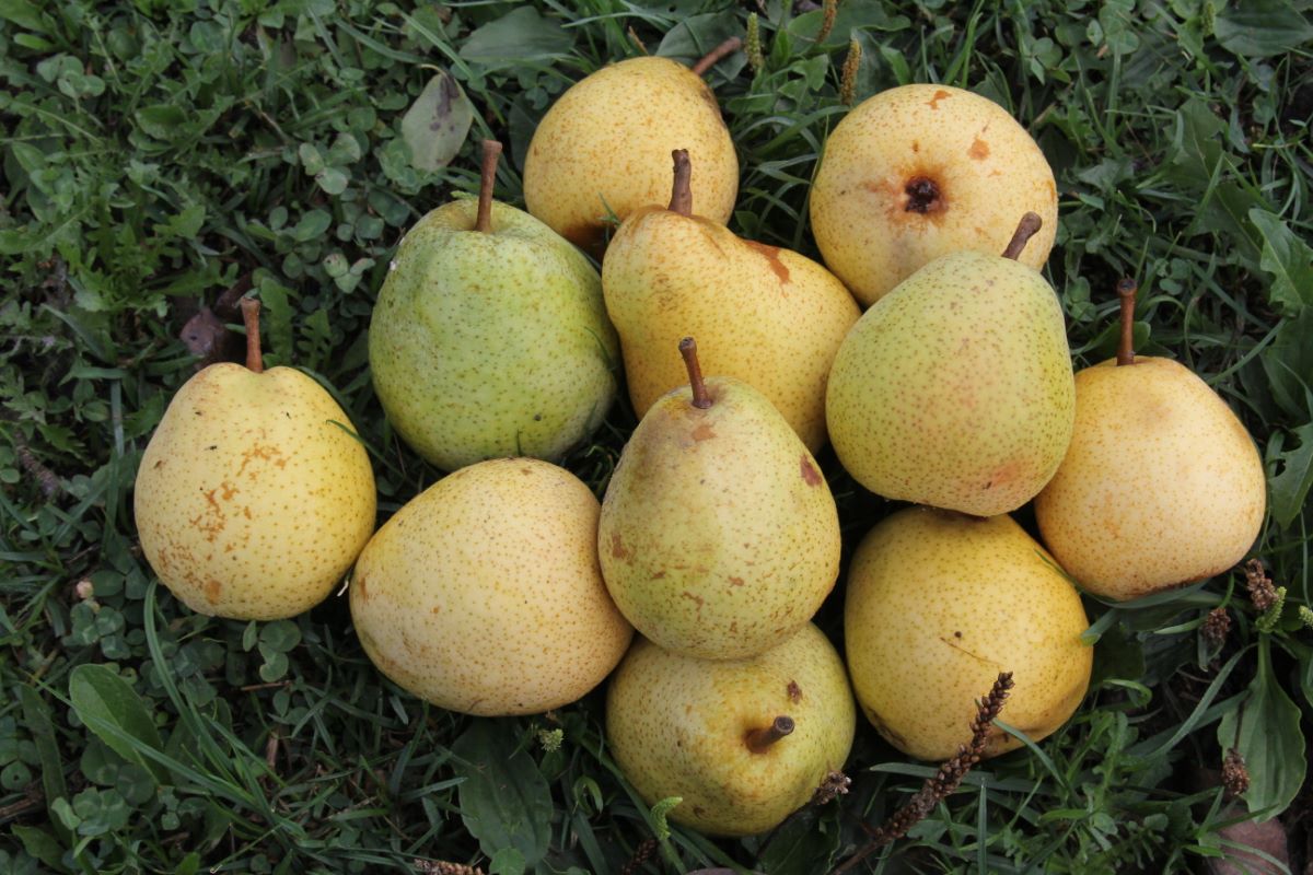 Doppelte Philippsbirne