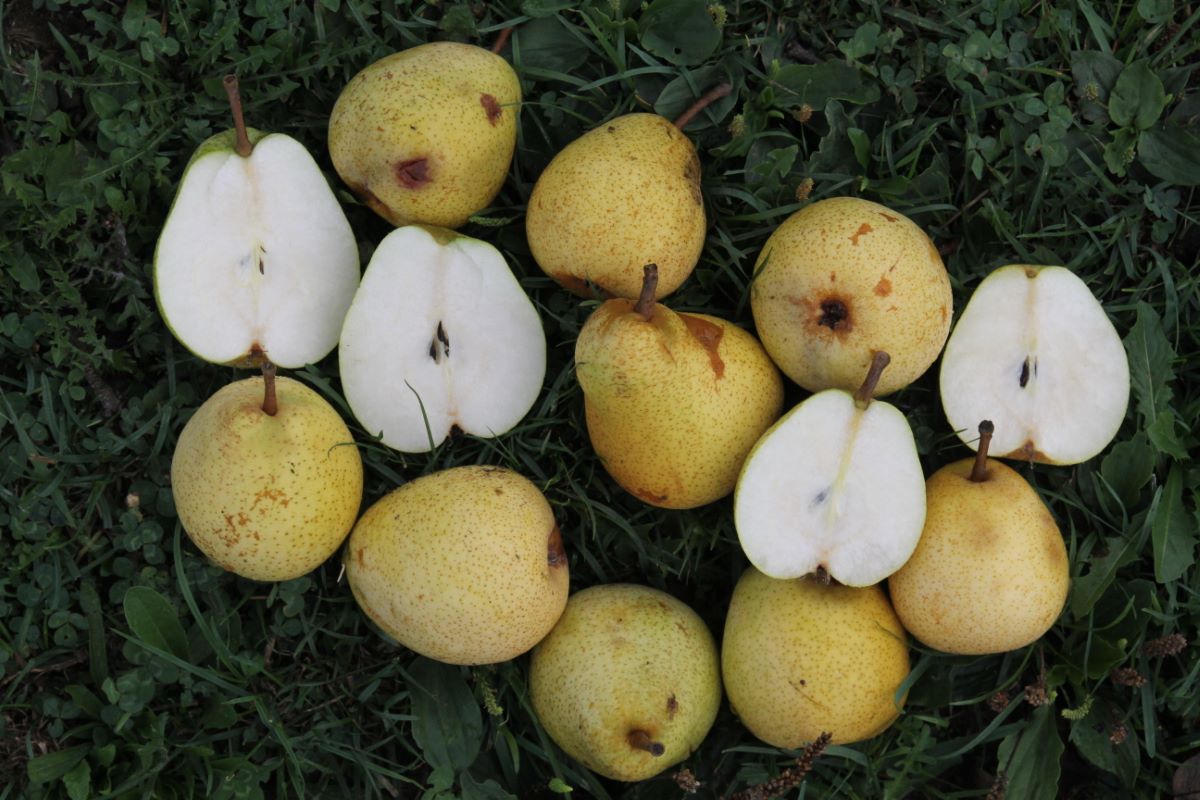 Doppelte Philippsbirne