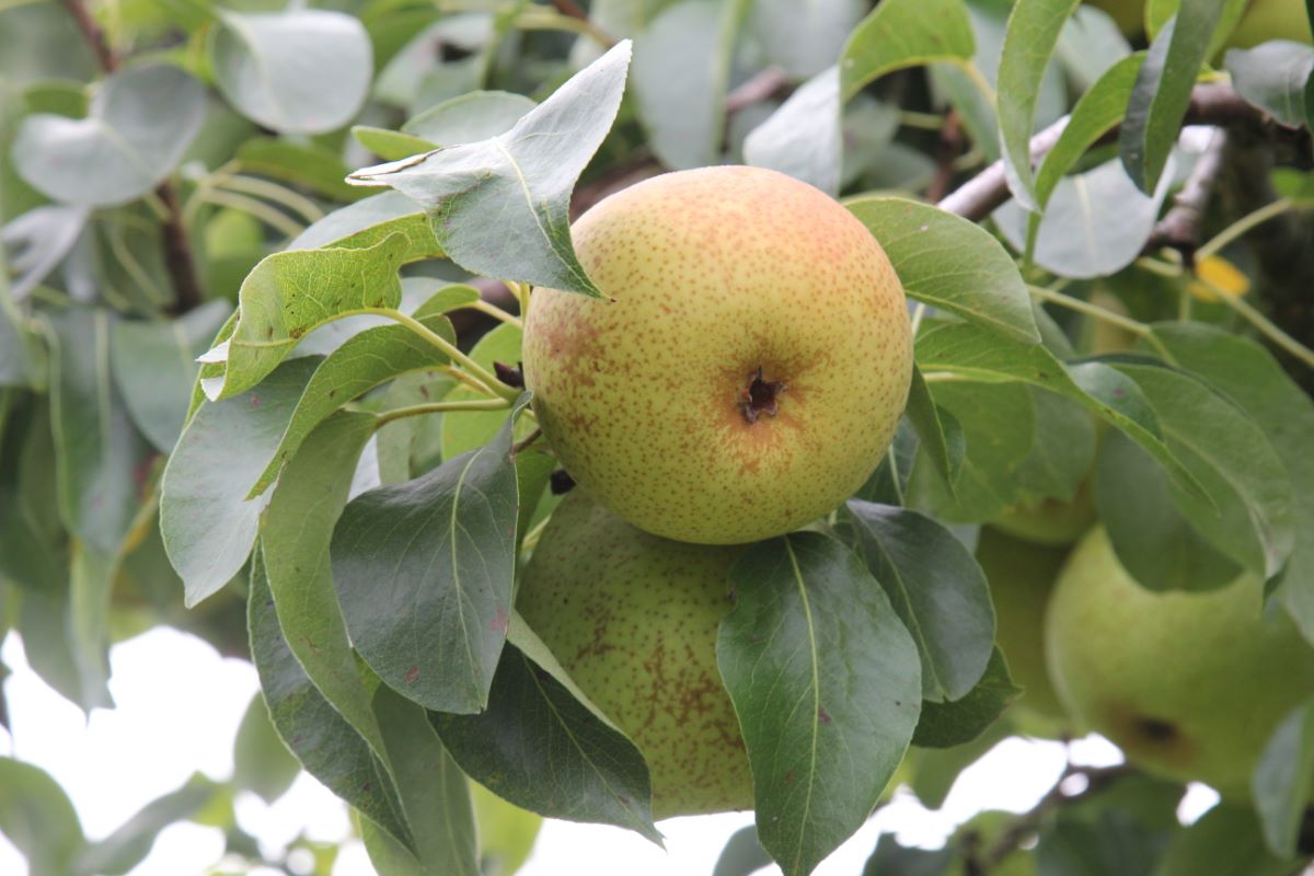 Doppelte Philippsbirne