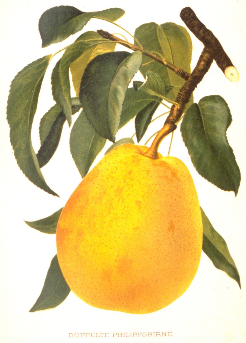Doppelte Philippsbirne