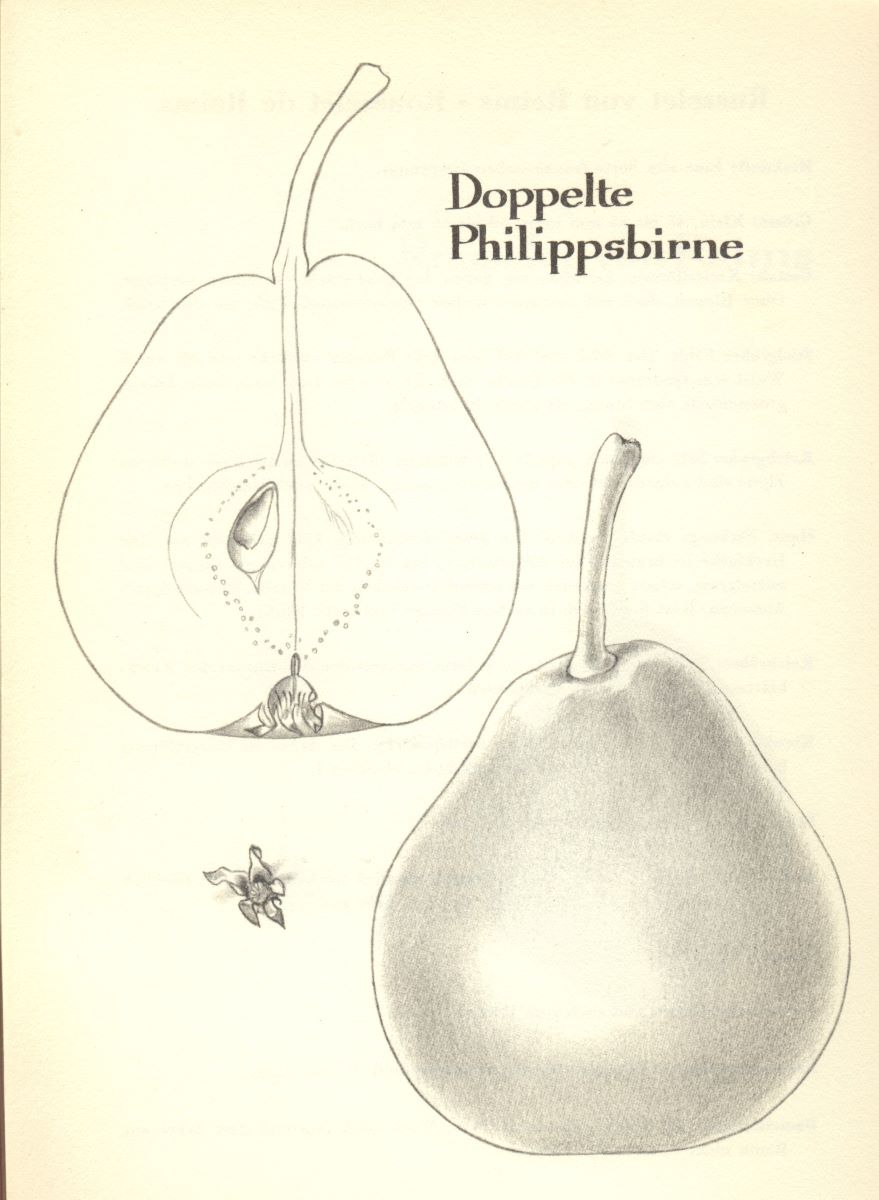 Doppelte Philippsbirne