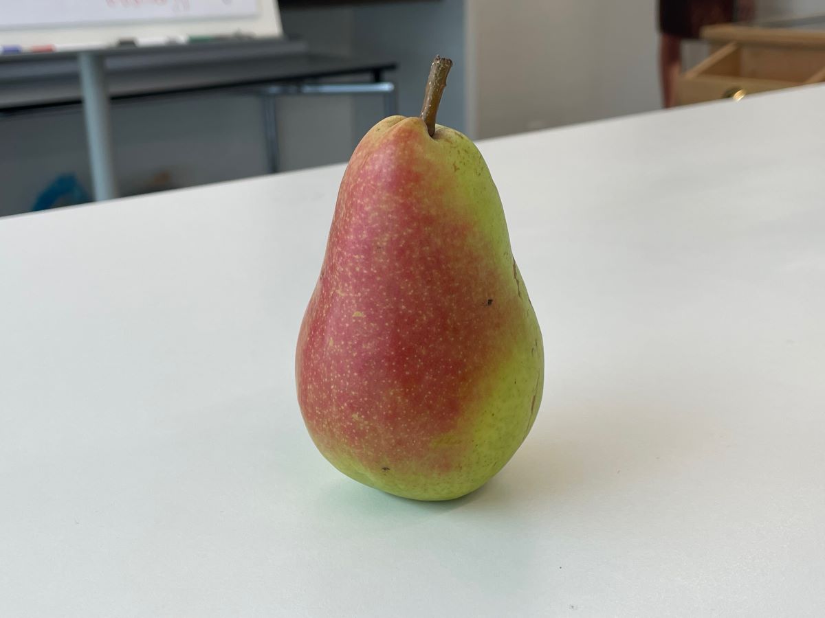 Morettini Précoce