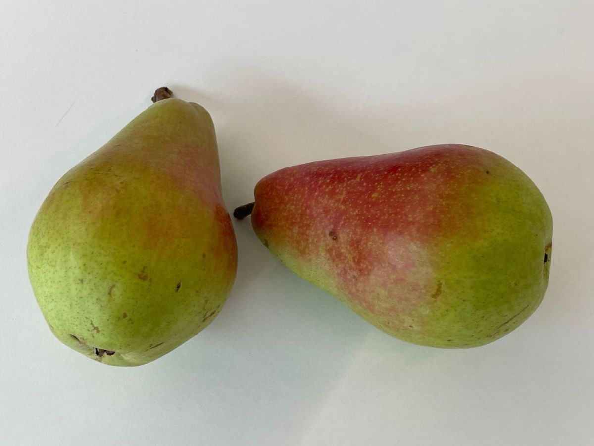 Morettini Précoce