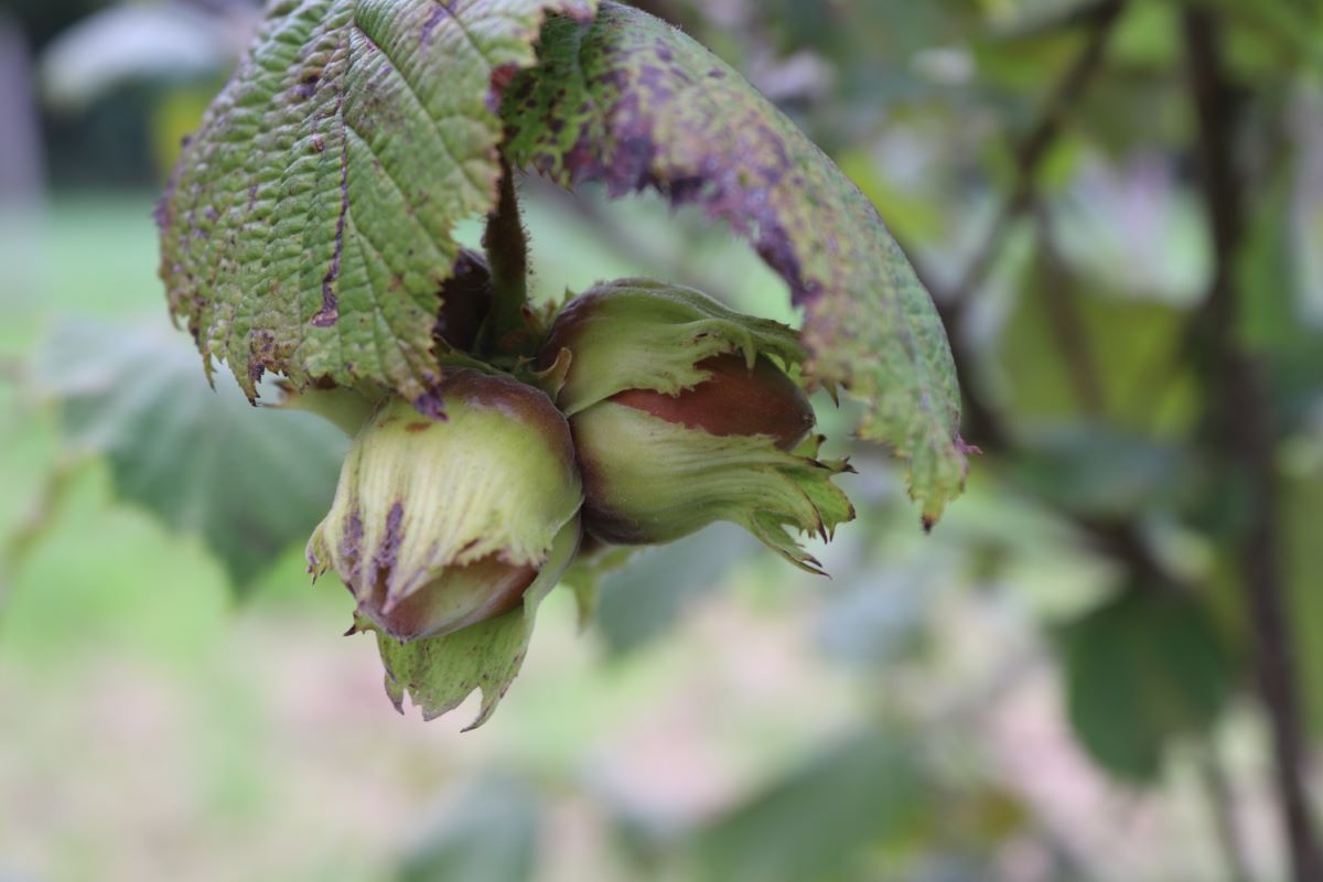 Nottingham Prolifique