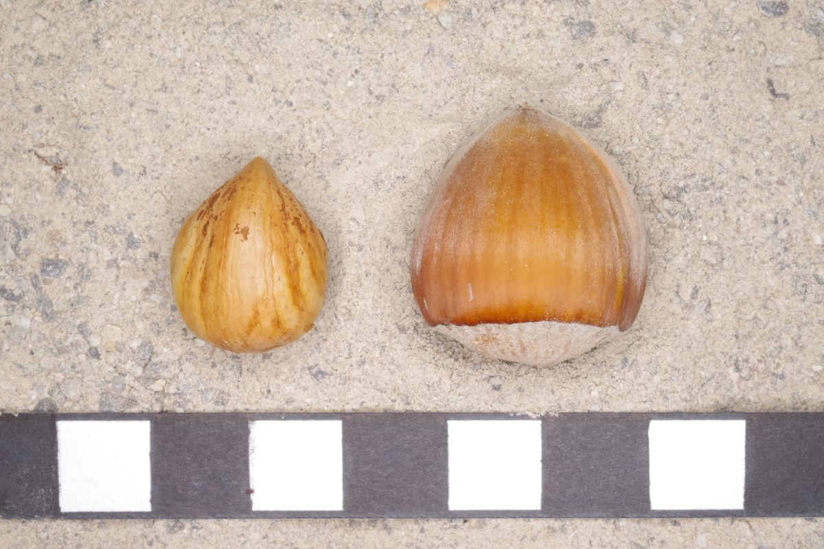 Nottingham Prolifique