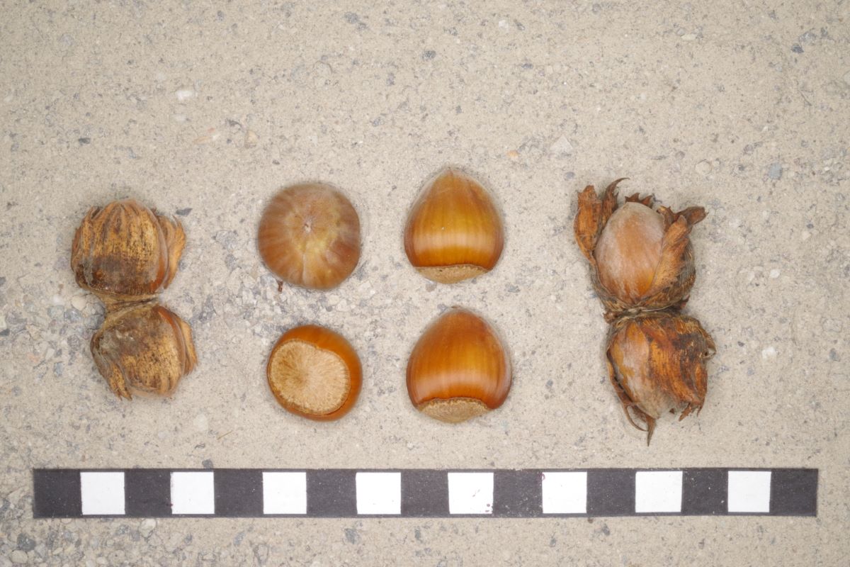 Nottingham Prolifique