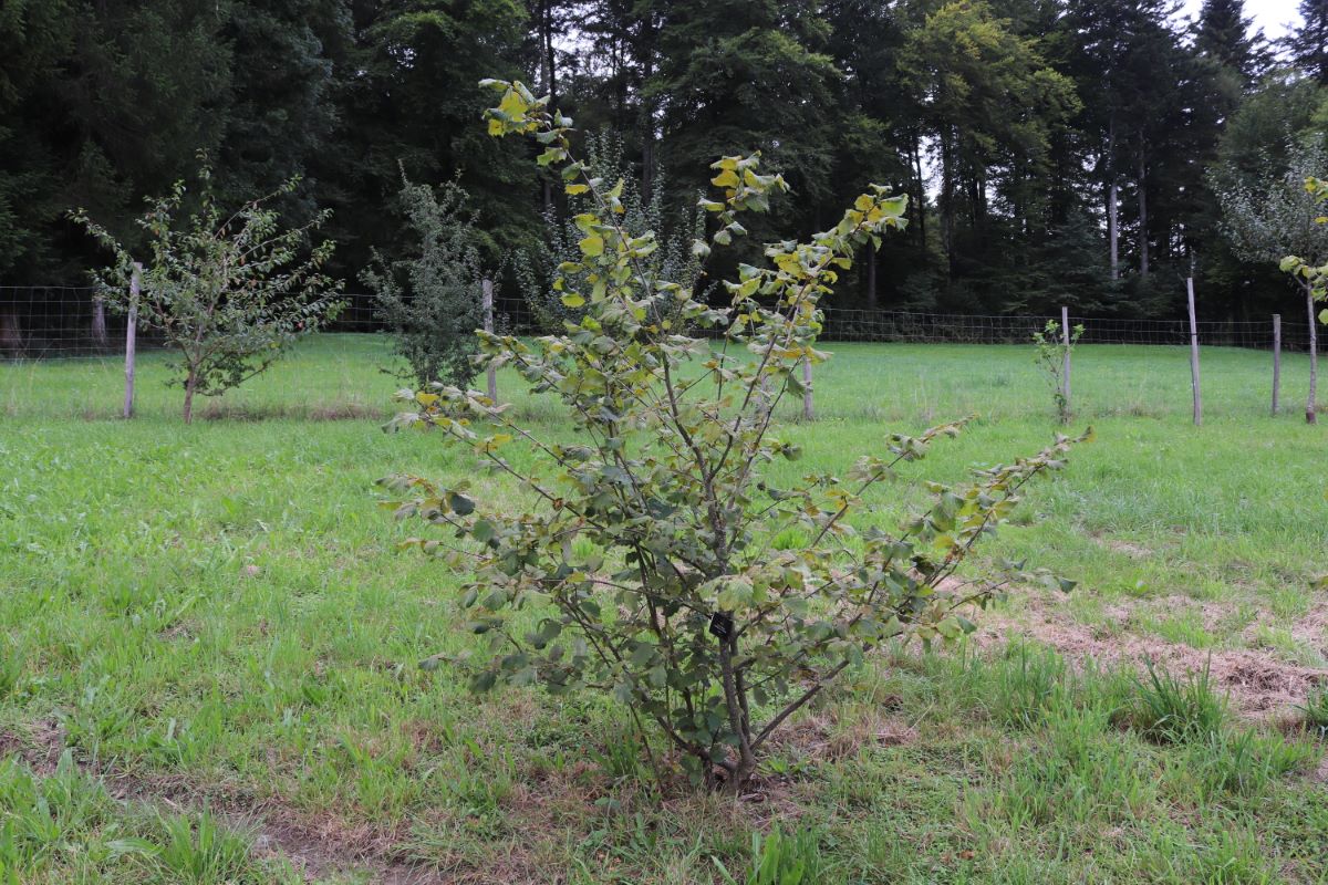 Nottingham Prolifique