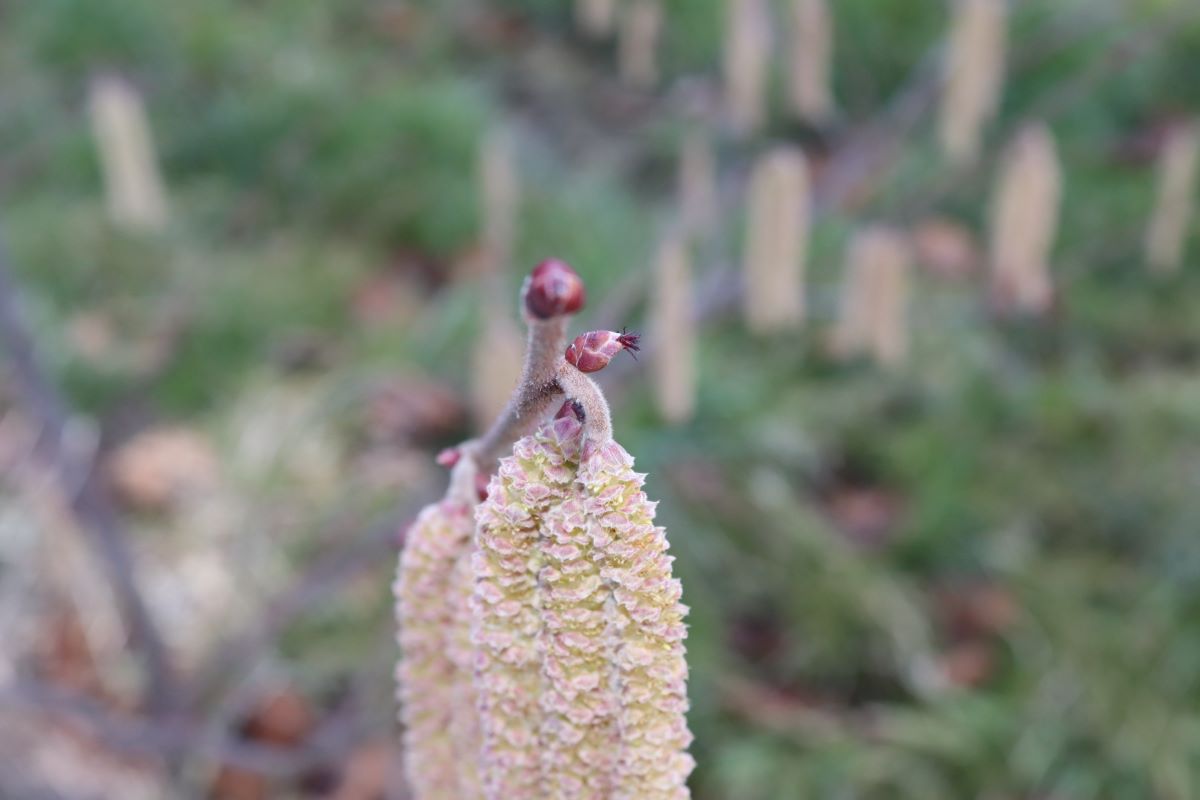 Nottingham Prolifique