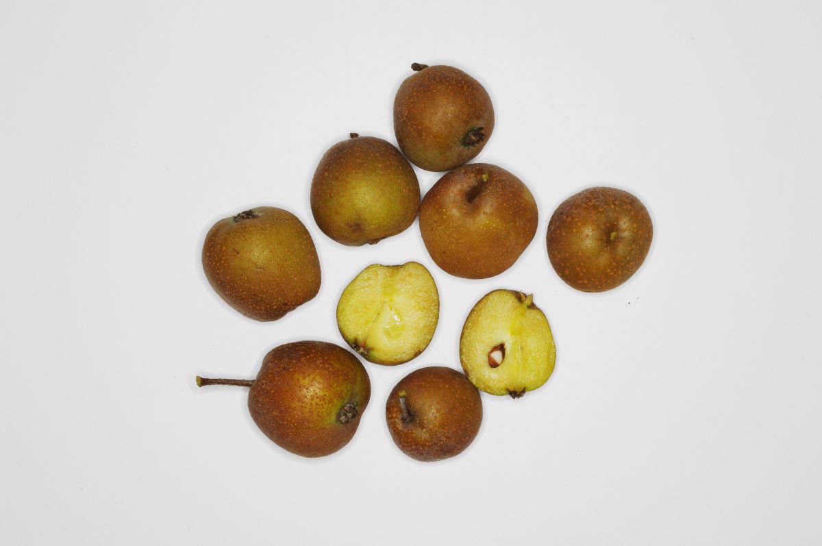 Colore Ruggine Ballenberg