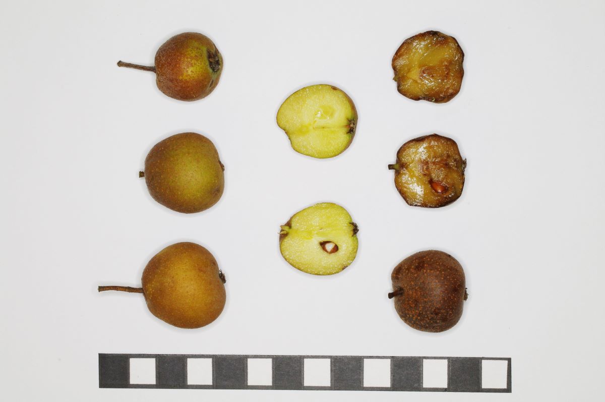 Colore Ruggine Ballenberg