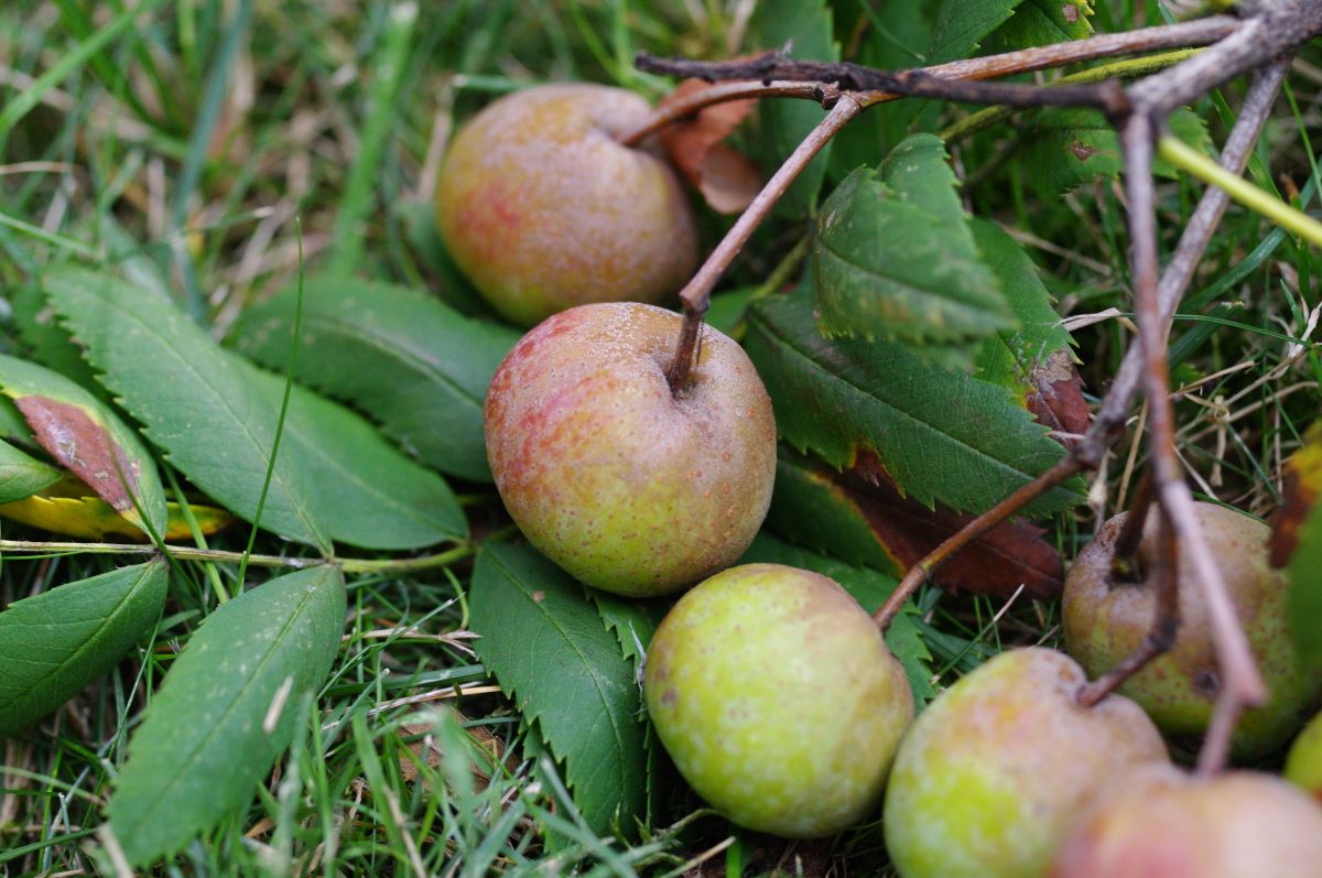 Verde rossastro Ballenberg