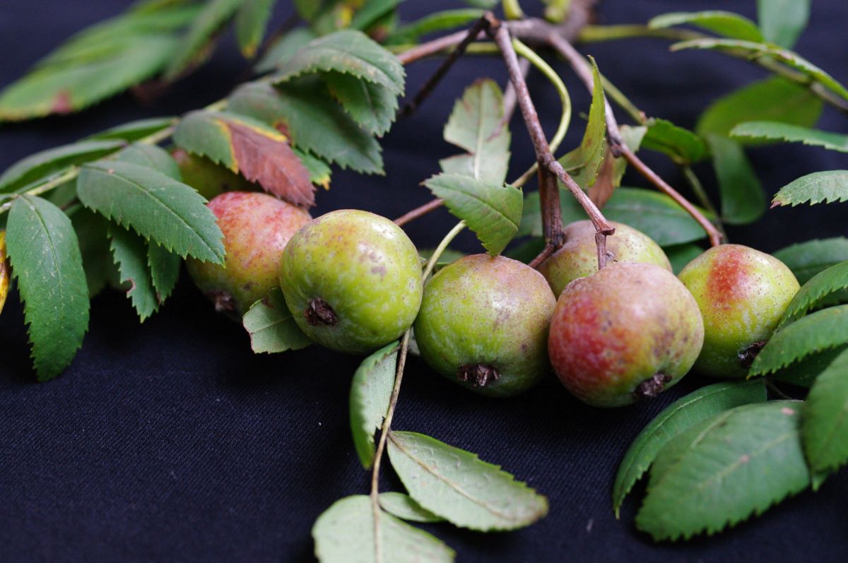 Verde rossastro Ballenberg