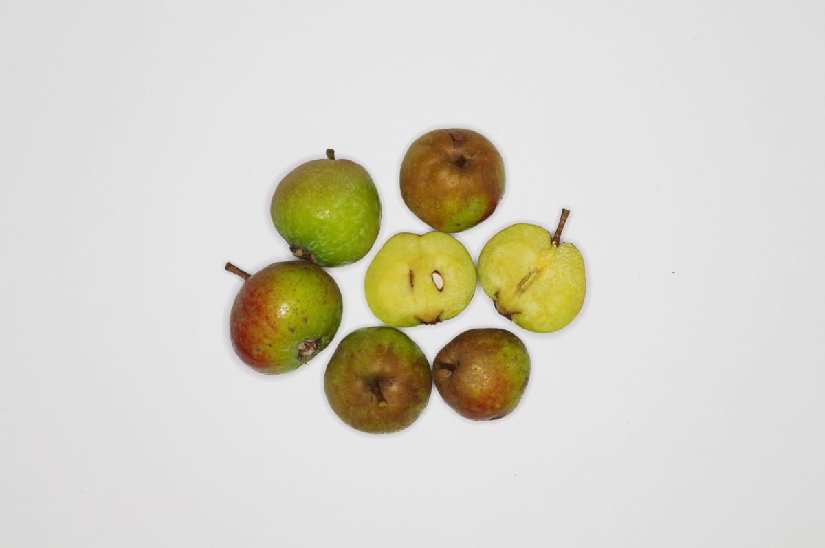 Verde rossastro Ballenberg