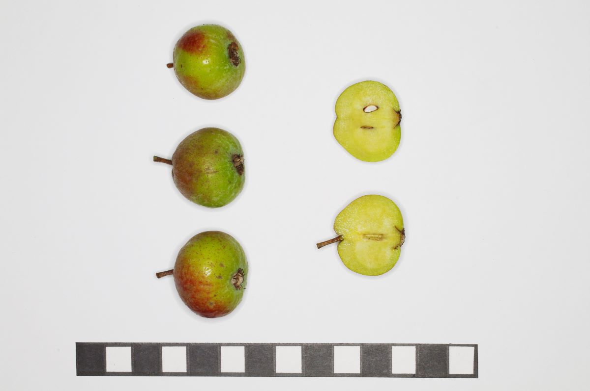 Verde rossastro Ballenberg