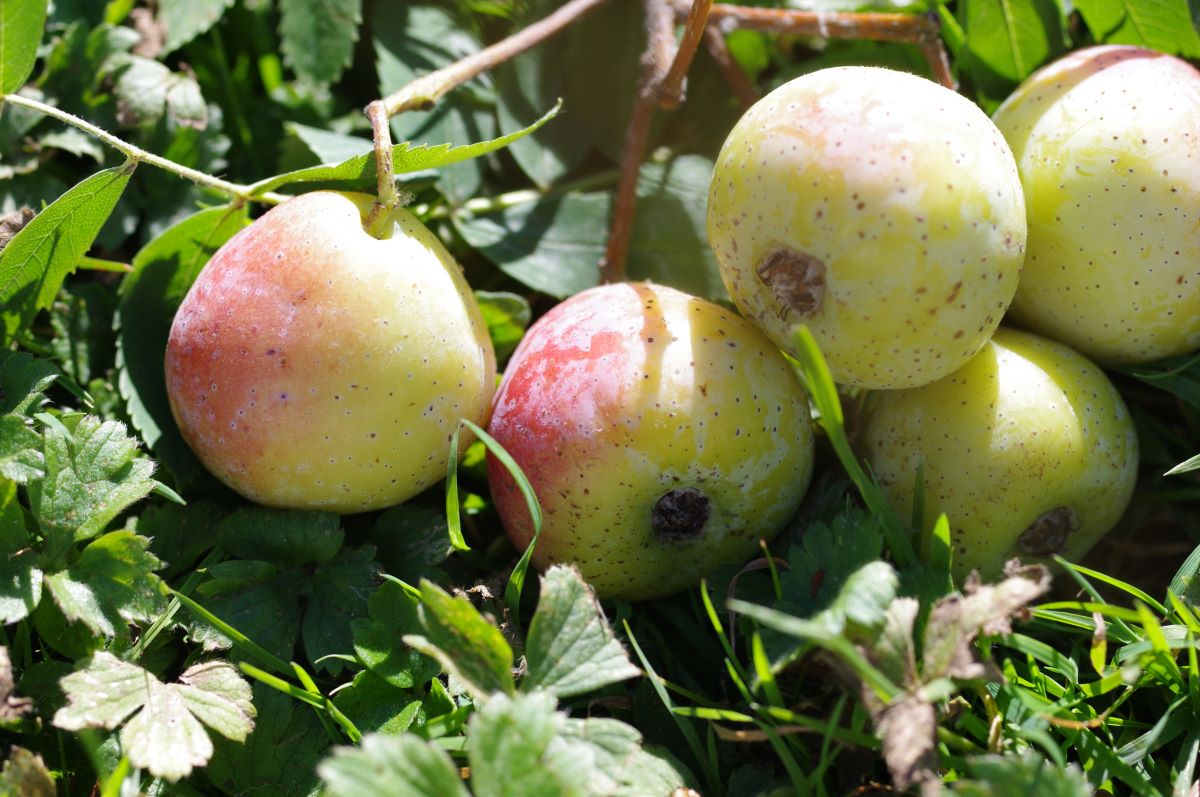 Grande Fruttato Basilea