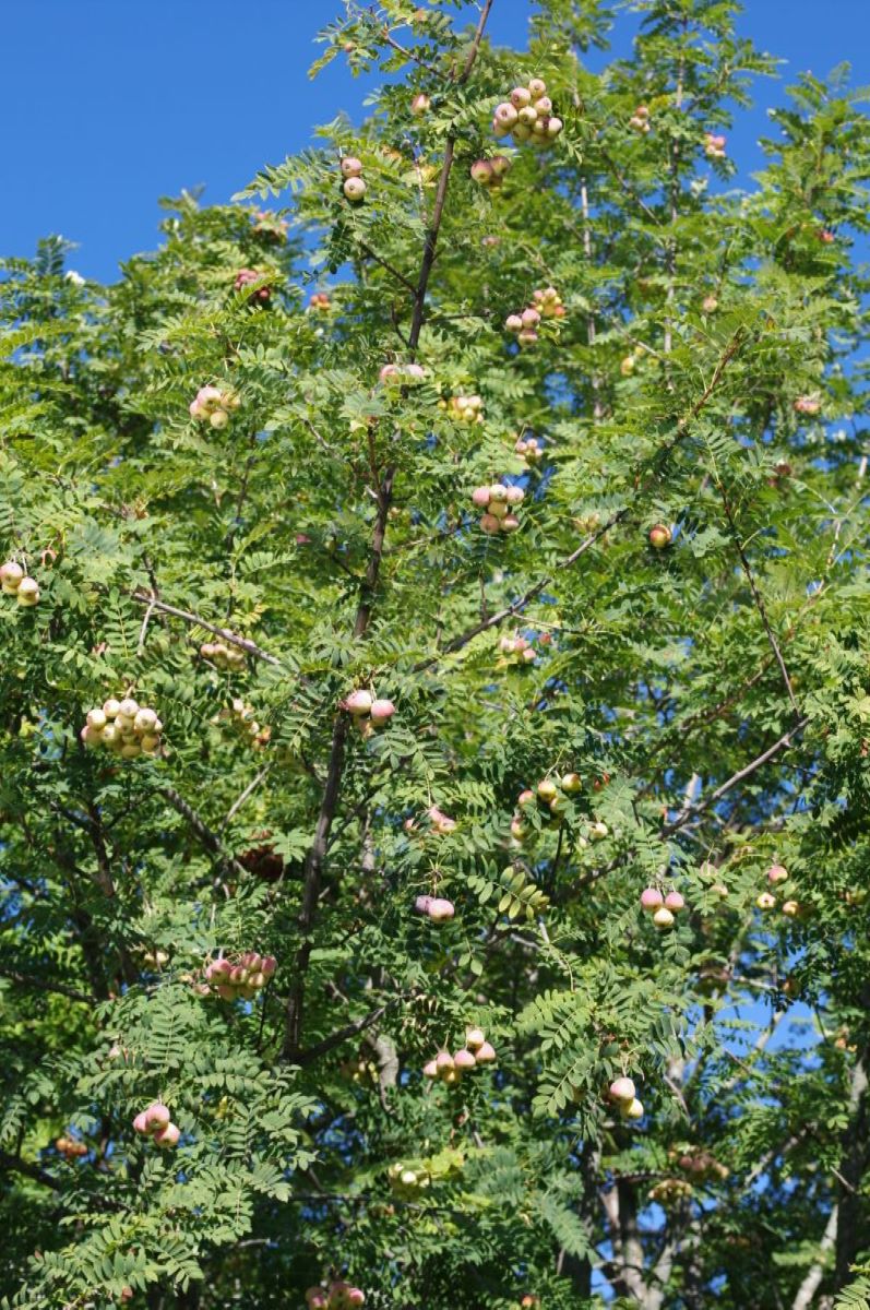 Grande Fruttato Basilea