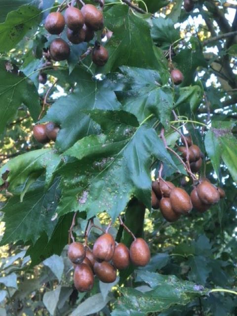 Selektion Wienerwald