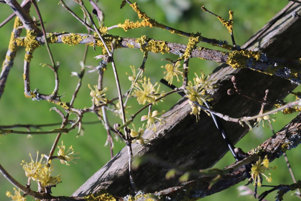 Macrocarpa