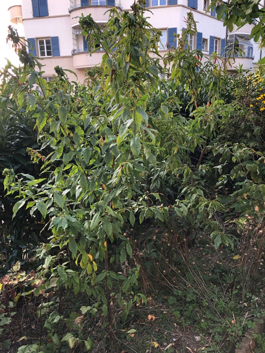 A Chair Blanche de Sion