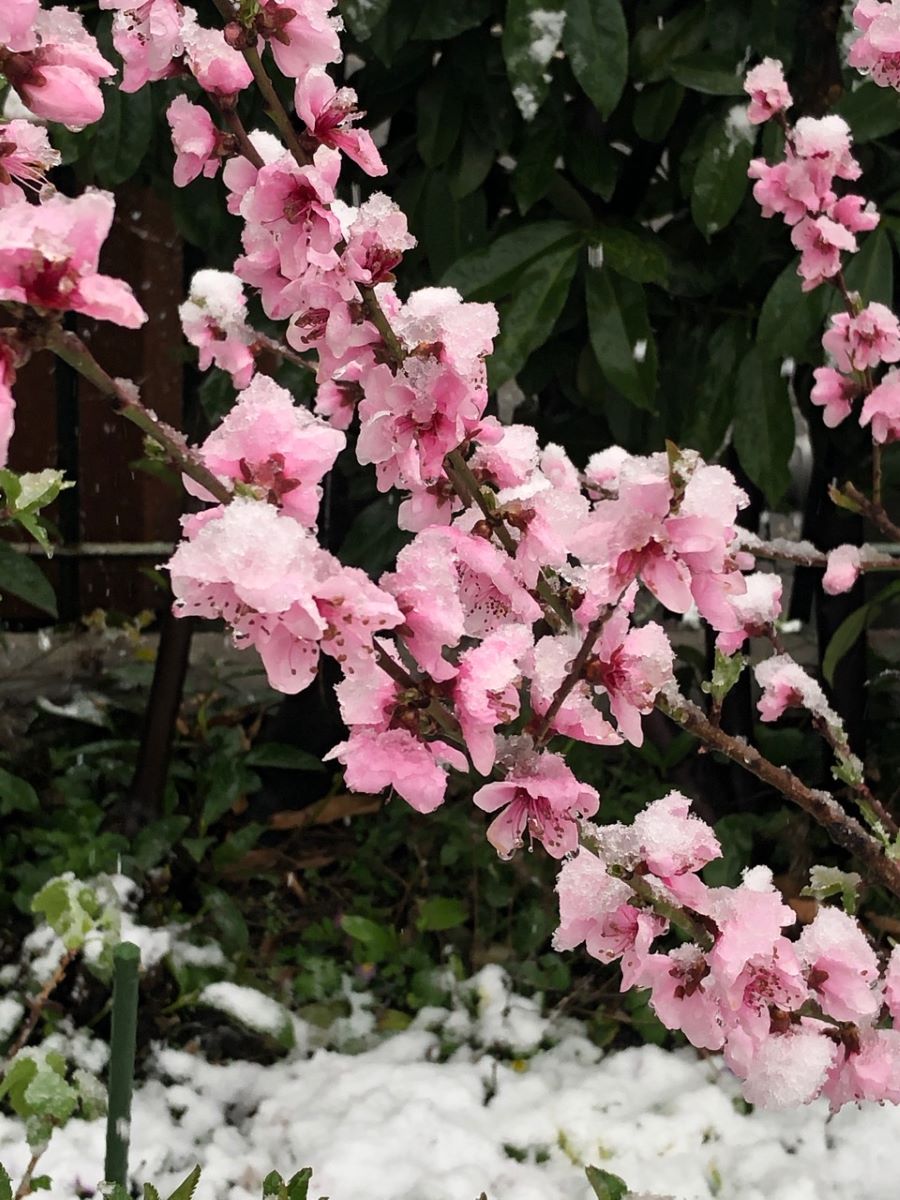 A Chair Blanche de Sion