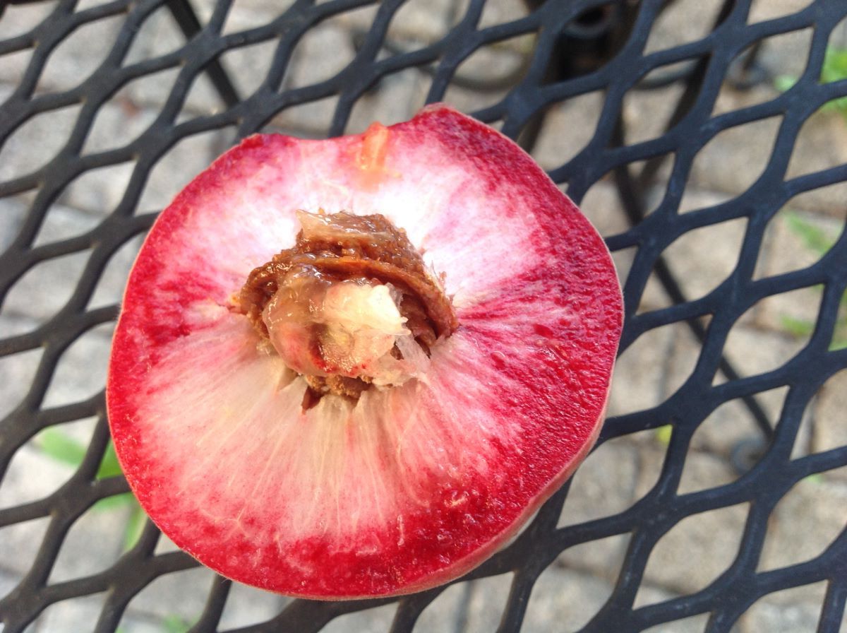 Hellroter aus Morrens