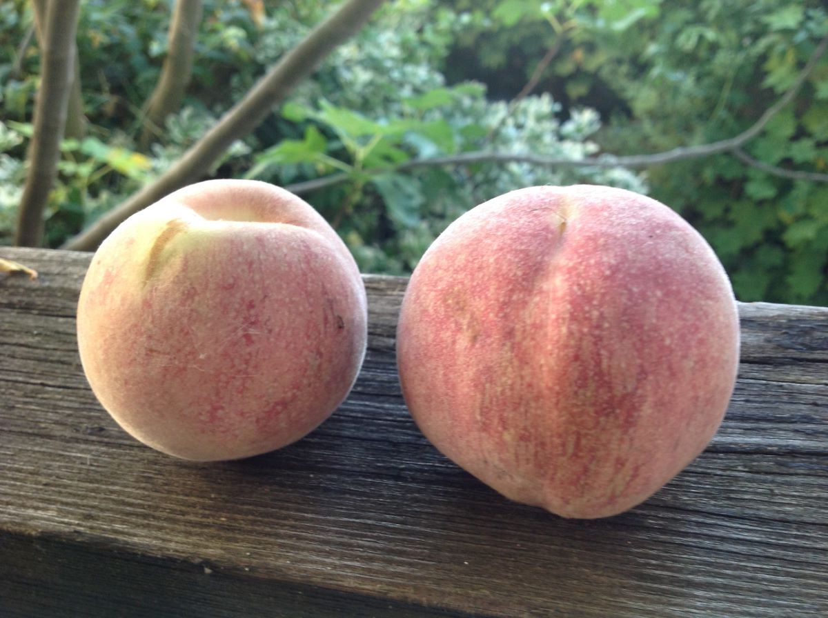 Hellroter aus Morrens