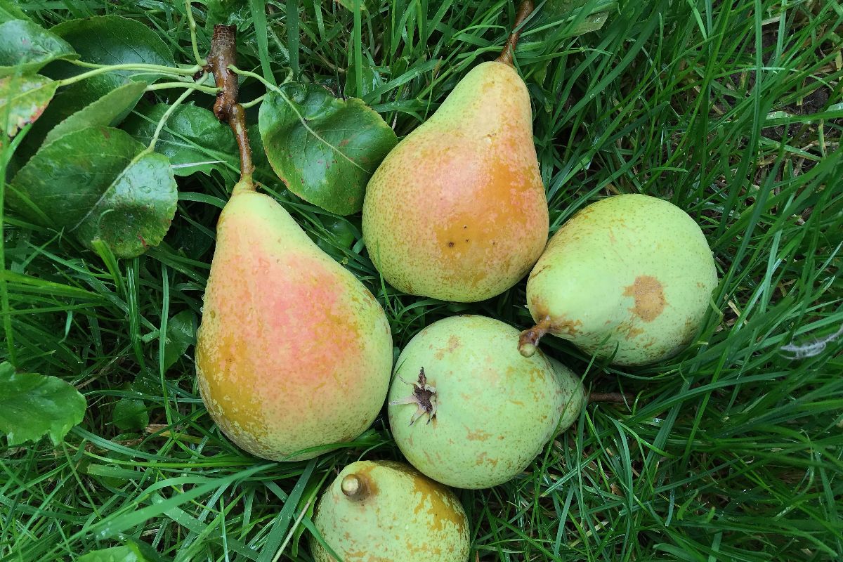 Bon Chretien d'Hiver